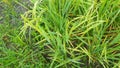 Close up of brown paddy rice field under sunrise Royalty Free Stock Photo