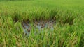 Close up of brown paddy rice field under sunrise Royalty Free Stock Photo