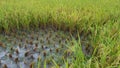 Close up of brown paddy rice field under sunrise Royalty Free Stock Photo