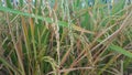 Close up of brown paddy rice field under sunrise Royalty Free Stock Photo