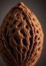 Close-Up of a Brown Peach Pit with Textured Surface Royalty Free Stock Photo