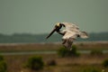 Close up of Brown Pelican In flight Royalty Free Stock Photo