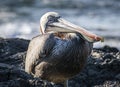 A brown pelican, Isla Santiago, Galapagos, Ecuador Royalty Free Stock Photo