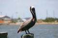 Close up of a Brown Pelican next to the River Royalty Free Stock Photo