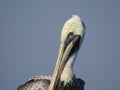 Close Up of Brown Pelican, Pelecanus occidentalis Royalty Free Stock Photo