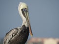 Close Up of Brown Pelican, Pelecanus occidentalis Royalty Free Stock Photo