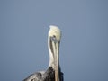 Close Up of Brown Pelican, Pelecanus occidentalis Royalty Free Stock Photo