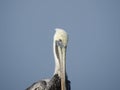 Close Up of Brown Pelican, Pelecanus occidentalis