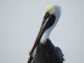 Close Up of Brown Pelican, Pelecanus occidentalis Royalty Free Stock Photo