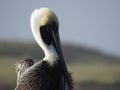 Close Up of Brown Pelican, Pelecanus occidentalis Royalty Free Stock Photo