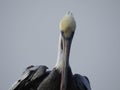 Close Up of Brown Pelican, Pelecanus occidentalis Royalty Free Stock Photo