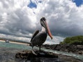 Close up of brown pelican on rock at beach of Galapagos Islands, Ecuador Royalty Free Stock Photo