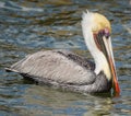 THE EYE OF A BROWN PELICAN SWIMMING