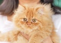 Close up brown persian cat looking stare