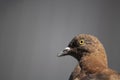 Close-up of a brown pigeon. Filmed while standing on metal sheet Royalty Free Stock Photo