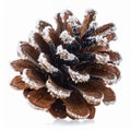Close Up Brown Pinecone with Frost Isolated Against White Background Royalty Free Stock Photo