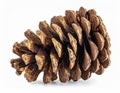 Close Up of a Brown Pinecone Isolated on White Background in Studio Lighting Royalty Free Stock Photo