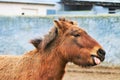 Close up of a brown pony muzzle in his natural environment. Royalty Free Stock Photo