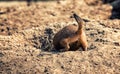 A Brown Prairie Dog Royalty Free Stock Photo