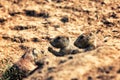 A Brown Prairie Dog Royalty Free Stock Photo