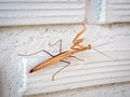 Brown praying mantis on white brick wall background Royalty Free Stock Photo