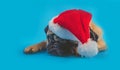 A close up of a brown pug dog looking at a camera on a blue background.