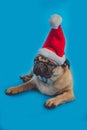 A close up of a brown pug dog looking at a camera on a blue background.