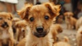 A close up of a brown puppy with big eyes in the middle, AI Royalty Free Stock Photo