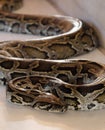 Close up of brown python