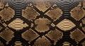 Realistic brown python snake skin texture macro Royalty Free Stock Photo