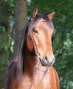 Close up of a brown quarter horse head Royalty Free Stock Photo