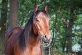 Close up of a brown quarter horse head Royalty Free Stock Photo