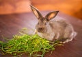 Brown rabbit eating grass Royalty Free Stock Photo