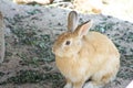 Brown rabbit under in the rock cavity