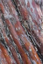 Close up of the brown  red and orange peeling bark of a Cypress tree trunk Royalty Free Stock Photo