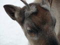 close up brown reindeer portrait in the snow sami finland lapland scandinavia