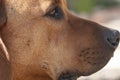 Close up of brown Rhodesian Ridgeback dog face