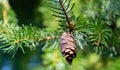 Close-up of brown ripe pine cone on branch of Picea omorika on green blurred background. Sunny day in autumn garden