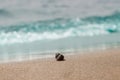 Close-up of a brown river shell with shell on yellow sand against a background of a blue transparent wave on a hot summer sunny Royalty Free Stock Photo