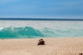 Close-up of a brown river shell with shell on yellow sand against a background of a blue transparent wave on a hot summer sunny Royalty Free Stock Photo