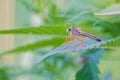 robber fly Royalty Free Stock Photo