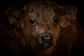 Close-up of brown Scottish Highland calf isolated on black Royalty Free Stock Photo