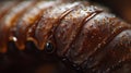 A close-up of a brown, segmented larva with a smooth texture Royalty Free Stock Photo
