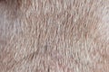 Close up of brown short haired healthy dog fur without undercoat