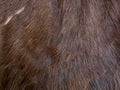 Close up of brown skinned goat fur Royalty Free Stock Photo