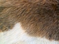 Close up of brown skinned goat fur with white details Royalty Free Stock Photo