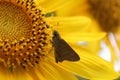 Brown skipper butterfly on a sunflower