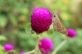 A brown skipper butterfly on the purple gomphrena flower