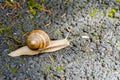 Close-up of a brown snail crawling on a road