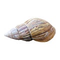 A close-up of a brown snail with a spiral shell isolated on a white background Royalty Free Stock Photo